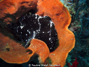 Giant Frogfish, Antennarius commerson, Bangka Island, Ind... by Pauline Walsh Jacobson 